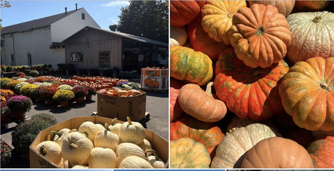 Dowse Orchards farm stand with pumpkins, mums and apple varieties in autumn